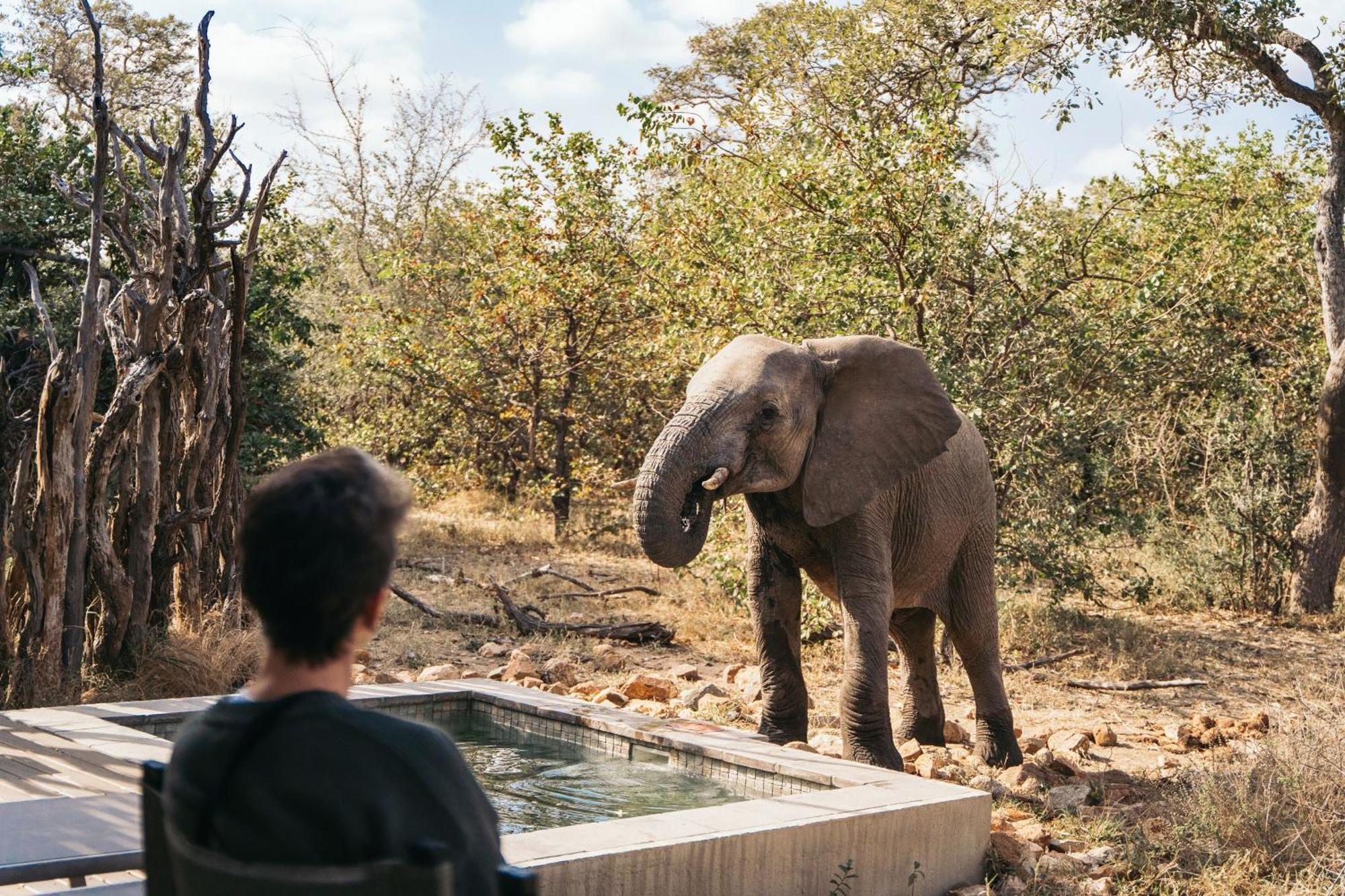 Simbavati River Lodge Timbavati Game Reserve Ngoại thất bức ảnh
