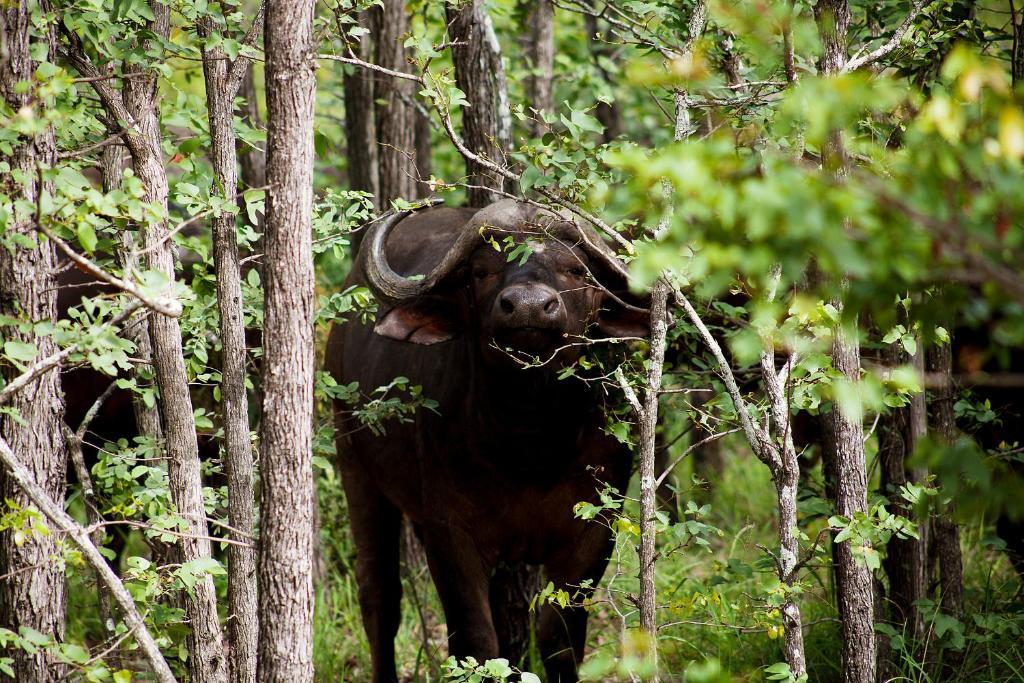 Simbavati River Lodge Timbavati Game Reserve Ngoại thất bức ảnh