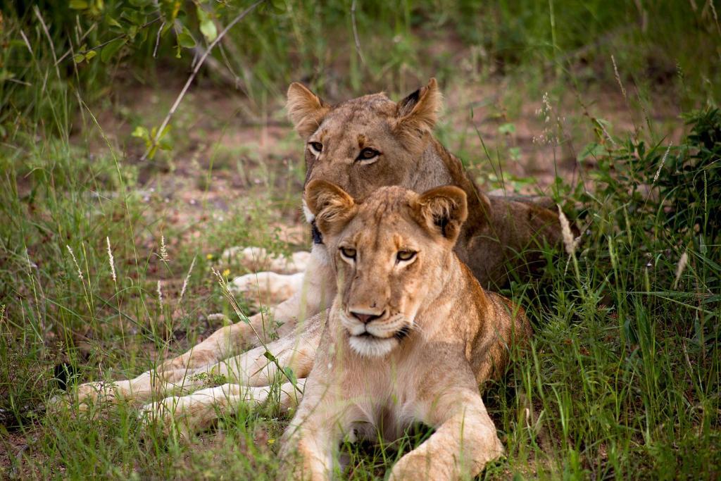 Simbavati River Lodge Timbavati Game Reserve Ngoại thất bức ảnh