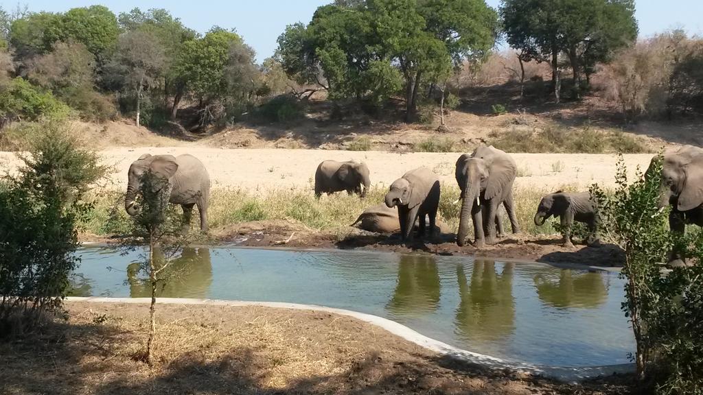 Simbavati River Lodge Timbavati Game Reserve Ngoại thất bức ảnh