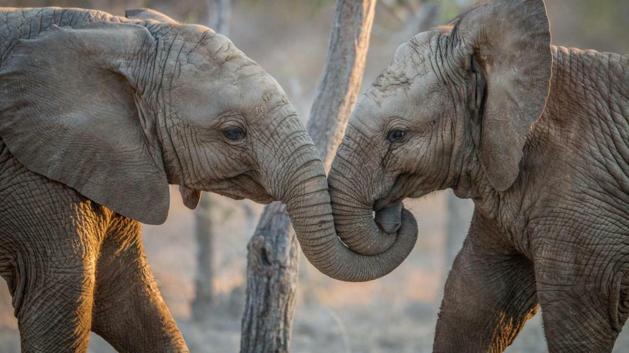 Simbavati River Lodge Timbavati Game Reserve Ngoại thất bức ảnh