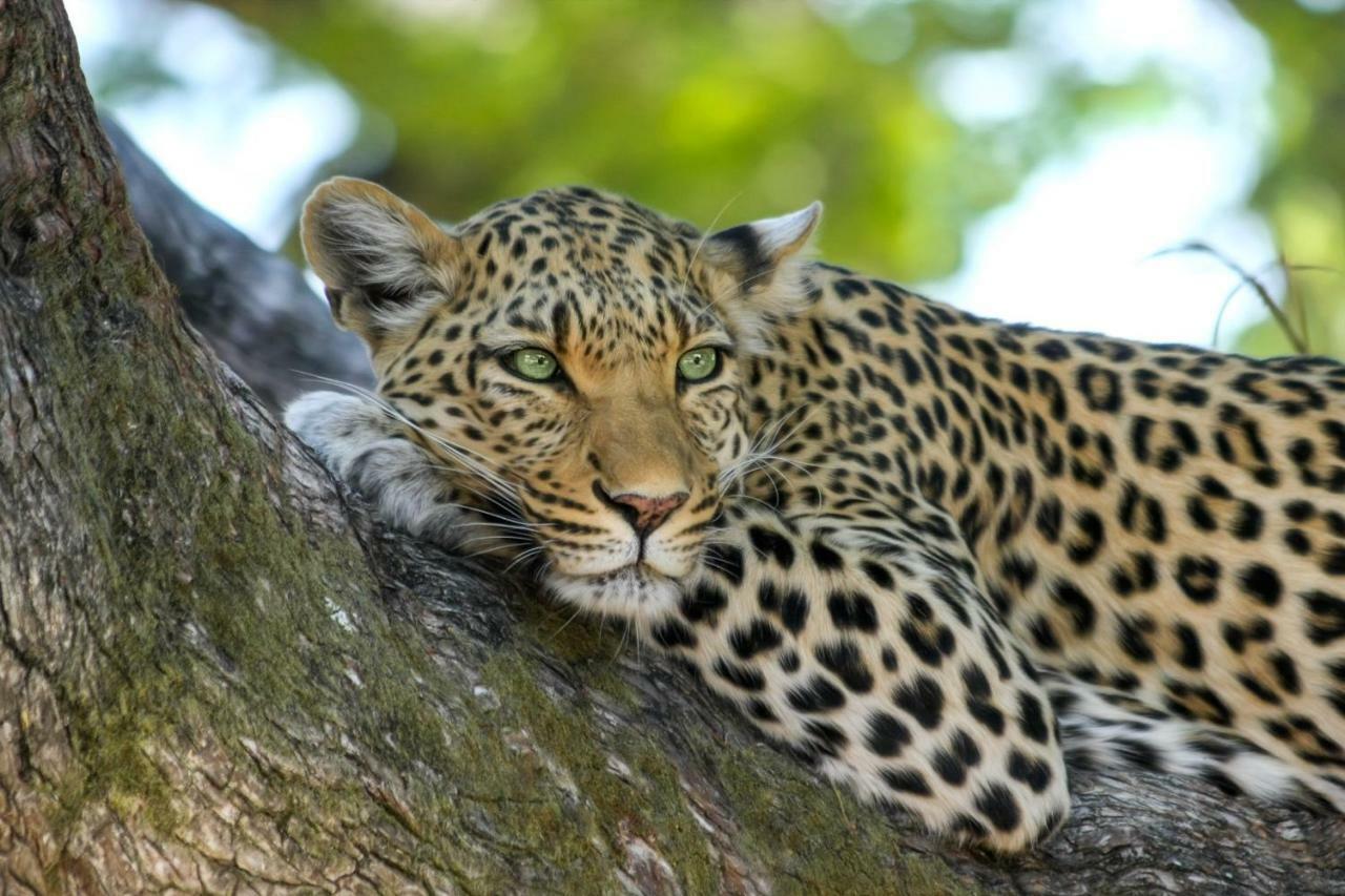 Simbavati River Lodge Timbavati Game Reserve Ngoại thất bức ảnh