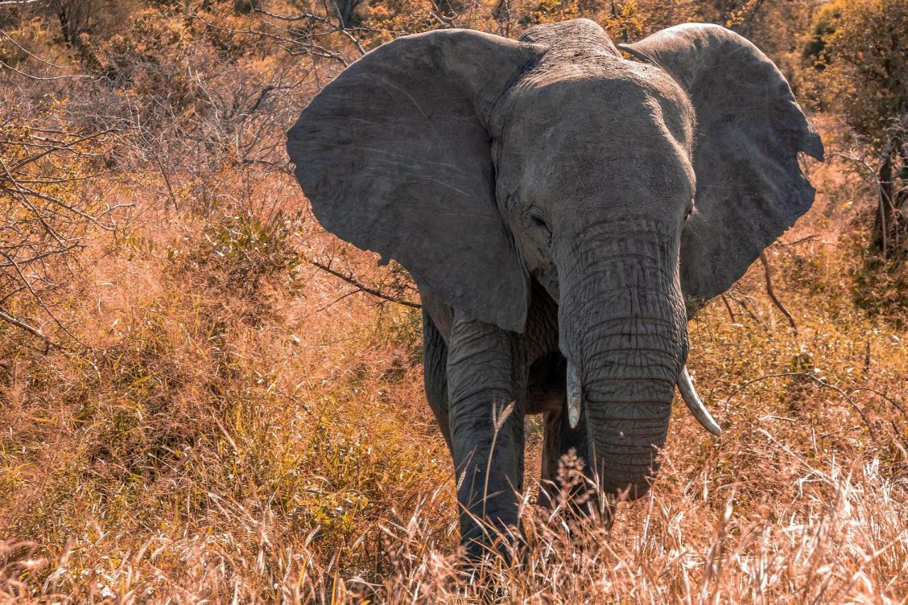 Simbavati River Lodge Timbavati Game Reserve Ngoại thất bức ảnh