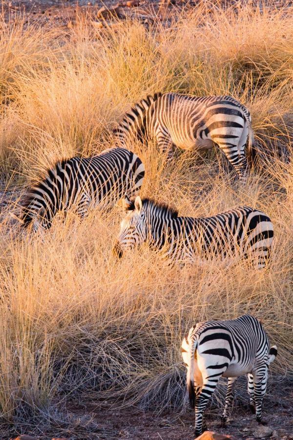 Simbavati River Lodge Timbavati Game Reserve Ngoại thất bức ảnh